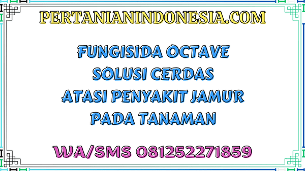 Fungisida Octave Solusi Cerdas Atasi Penyakit Jamur Pada Tanaman